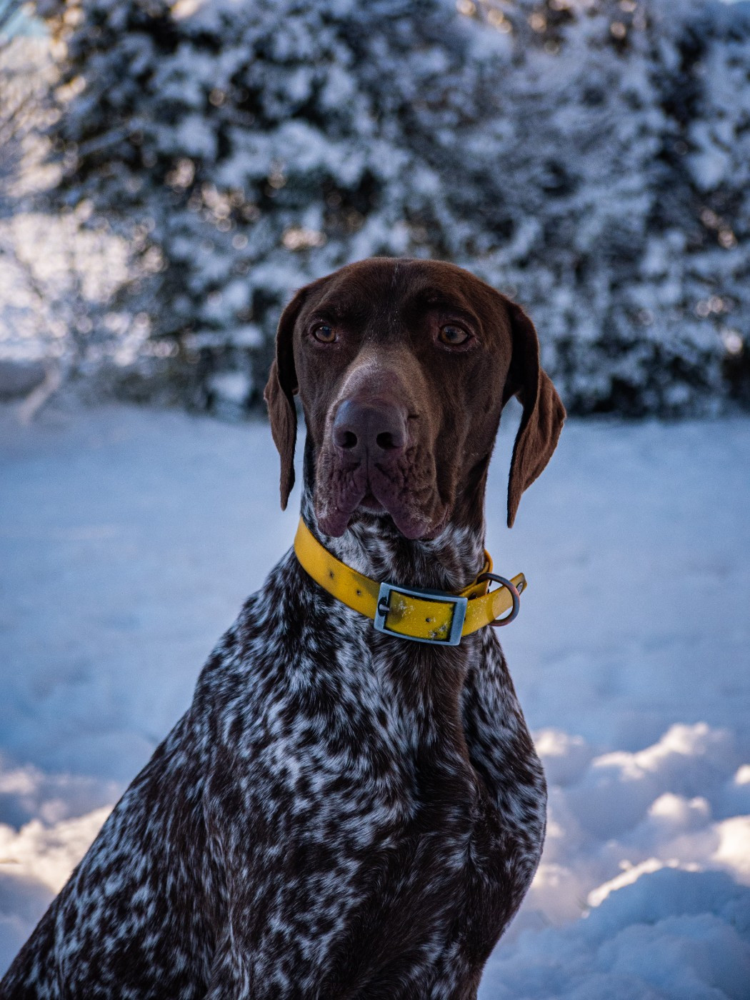 Seth du Marais de Saintonge