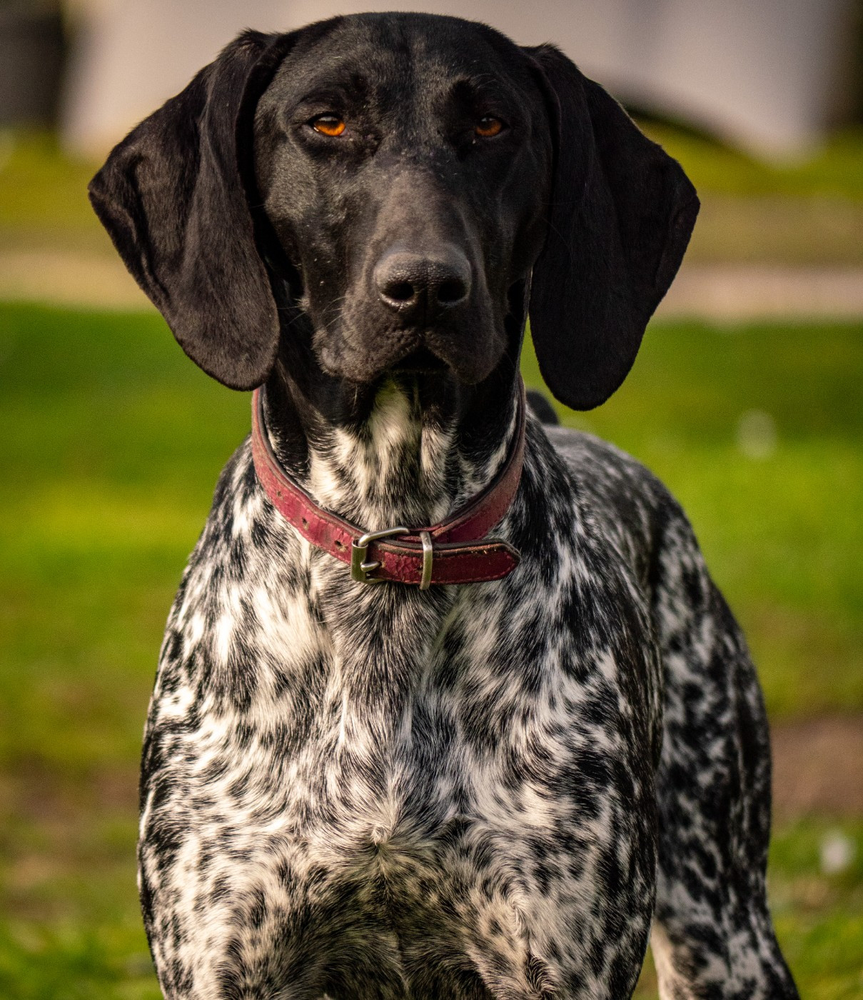 Ulia du Marais de Saintonge