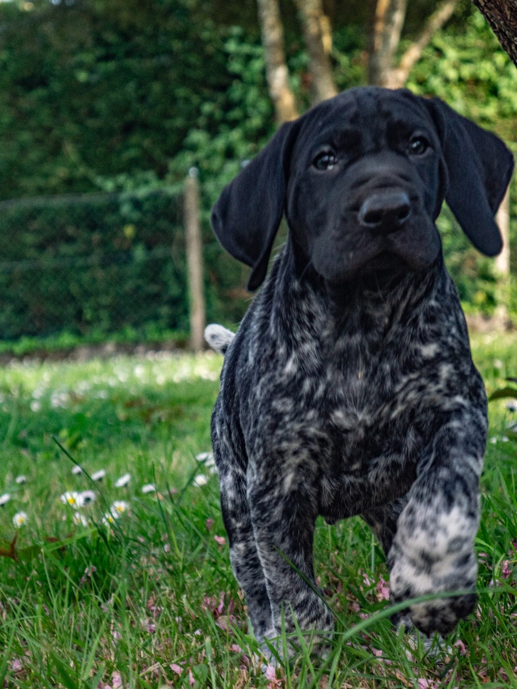 De La Vallée D'La Seudre - Chiots disponibles - Braque allemand à poil court